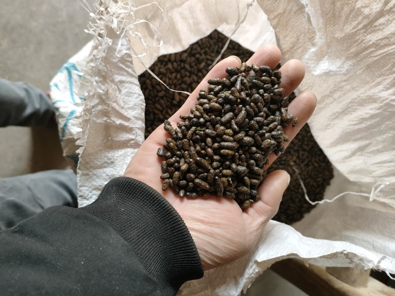 陕西商洛五灵脂