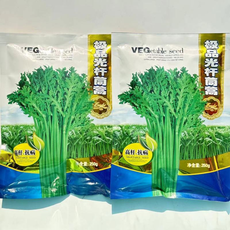 极品光杆茼蒿高产稳产耐热耐寒抗病爽脆味香优质提纯大叶茼蒿