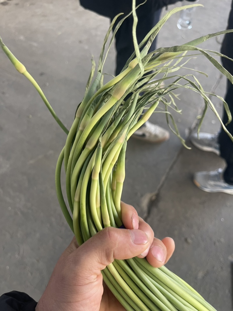 【金乡蒜薹】长年供应、产地直发、保证质量欢迎咨询