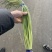 【金乡蒜薹】长年供应、产地直发、保证质量欢迎咨询