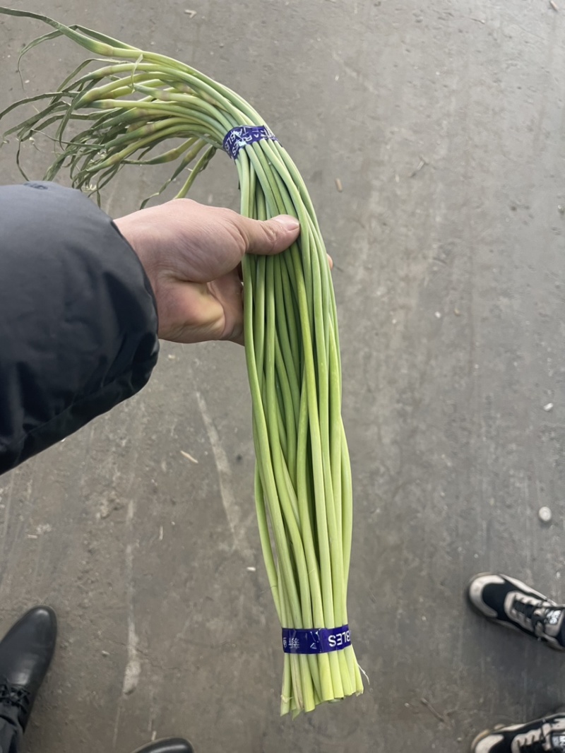 【金乡蒜薹】长年供应、产地直发、保证质量欢迎咨询