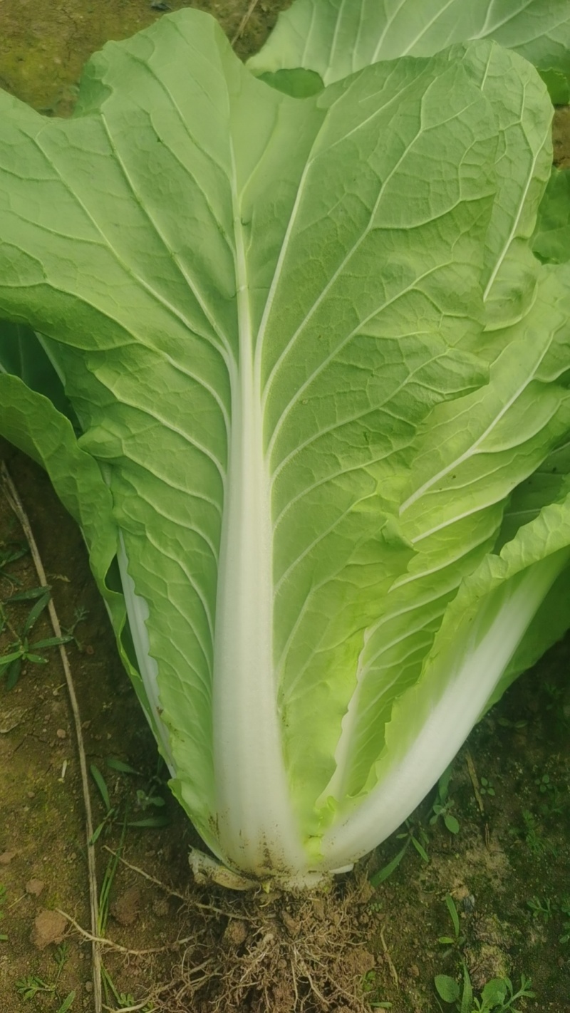 快莱，5号白