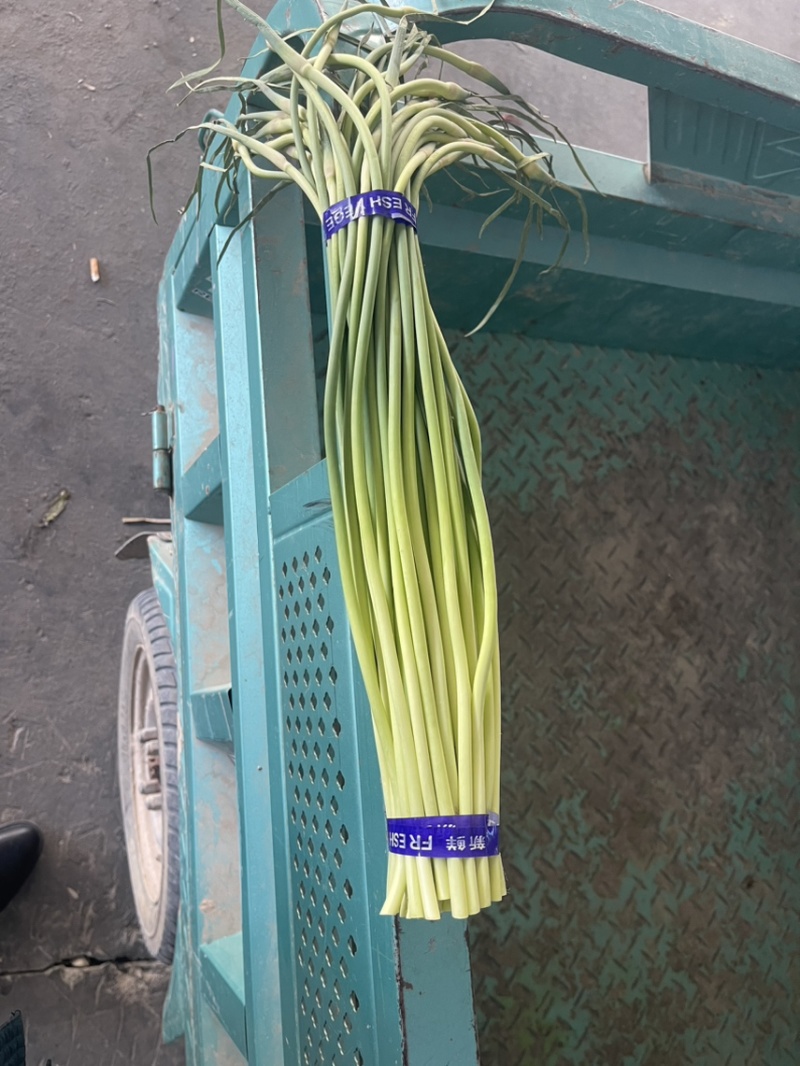 【推荐】金乡红帽蒜苔、大量供应、产地直发、保证质量