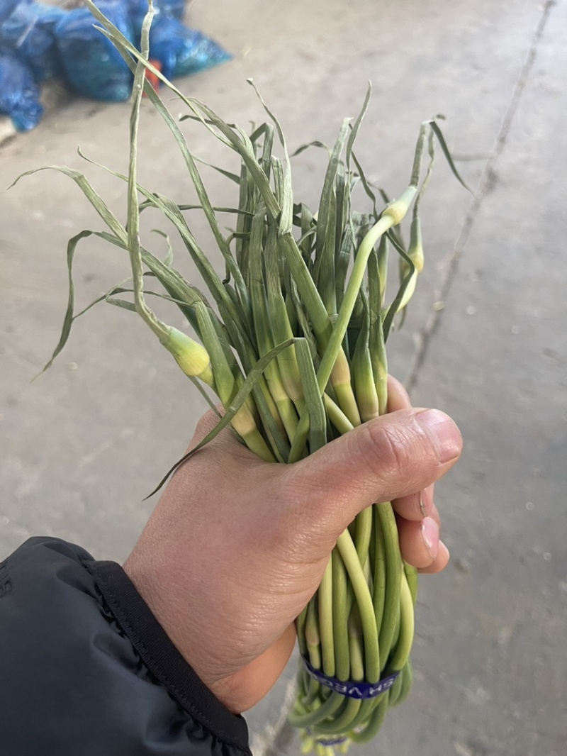 【推荐】金乡红帽蒜苔、大量供应、产地直发、保证质量