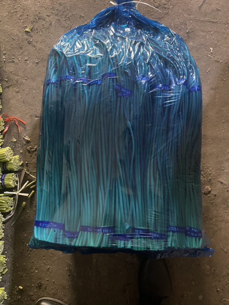【推荐】金乡红帽蒜苔、大量供应、产地直发、保证质量