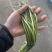 【推荐】金乡红帽蒜苔、大量供应、产地直发、保证质量