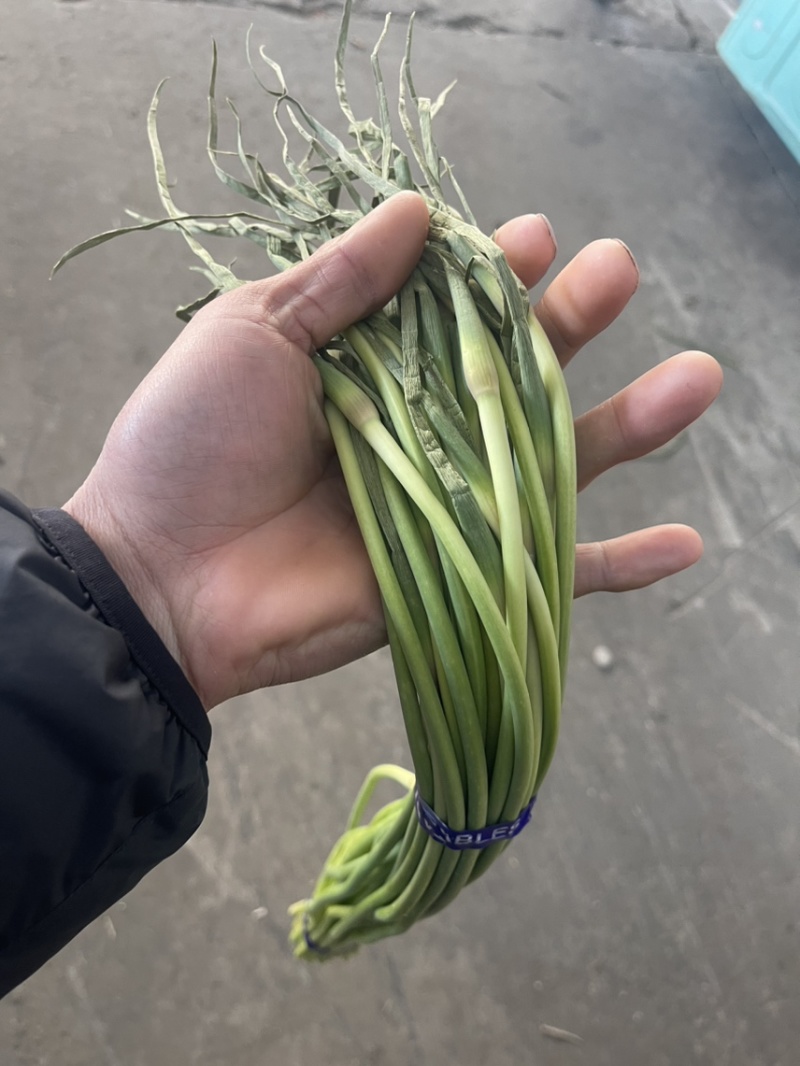【推荐】金乡红帽蒜苔、大量供应、产地直发、保证质量