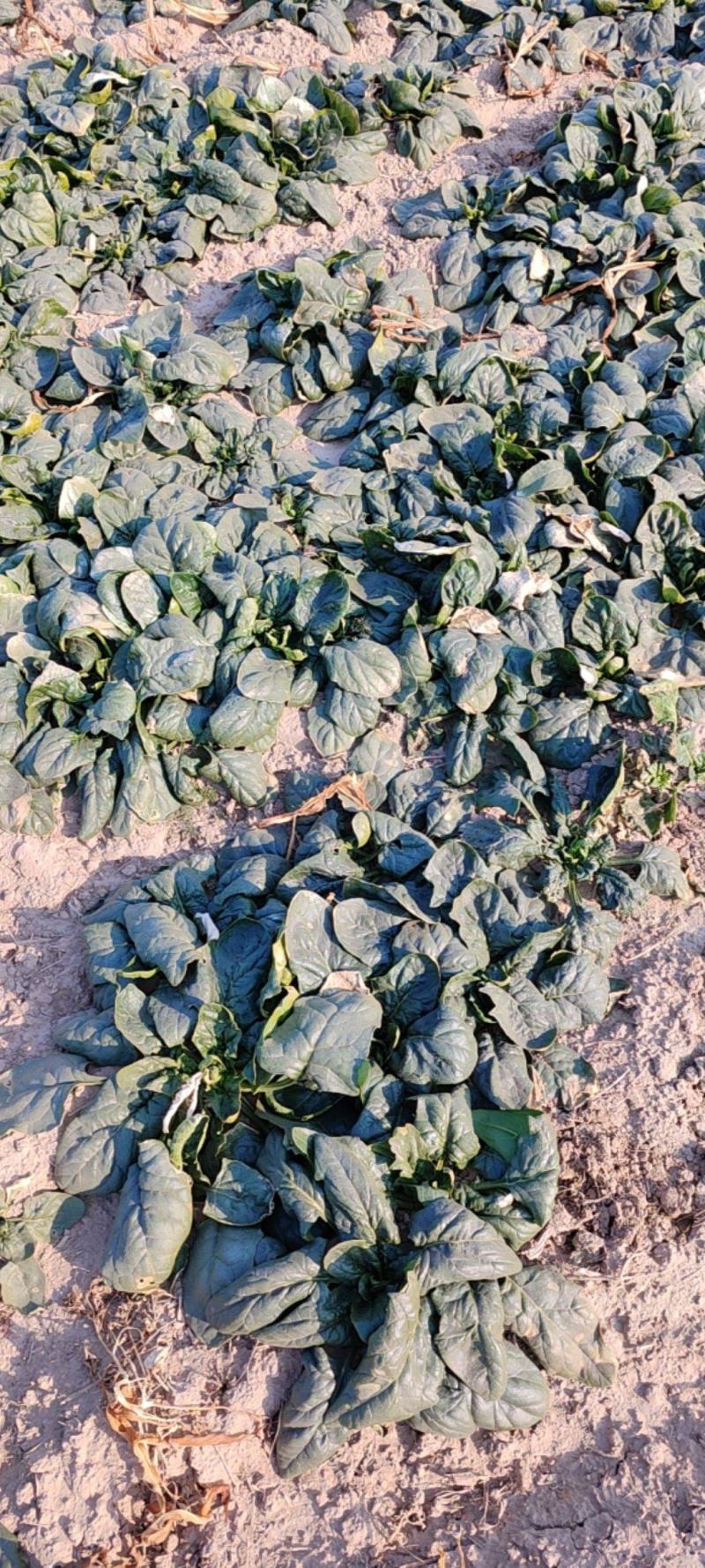 无农药，菠菜