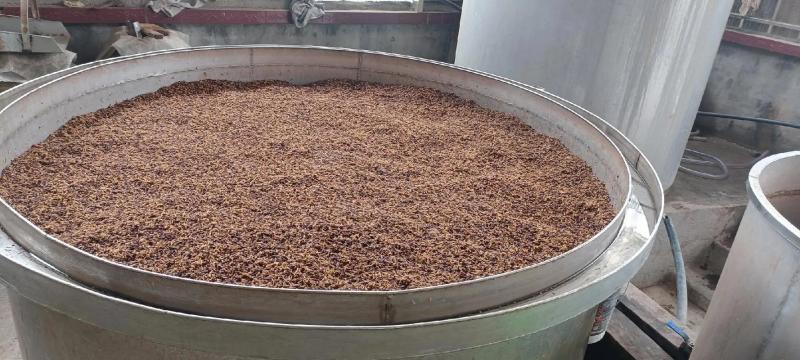 【源头产地】高粱酒糟干酒糟常年供应高蛋白牛羊饲料
