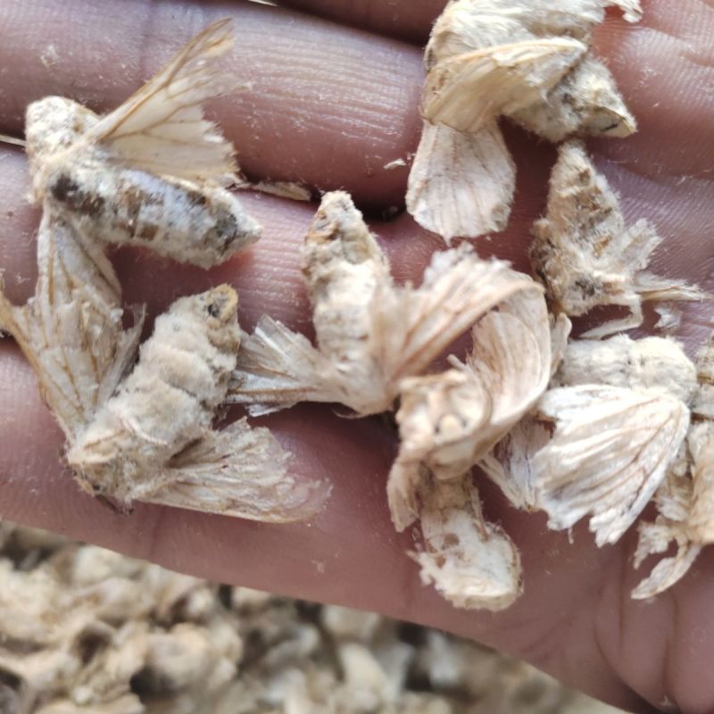 正品雄蚕蛾1公斤中药雄蚕蛾新货雄蚕蛾雄蚕蛾粉泡酒料