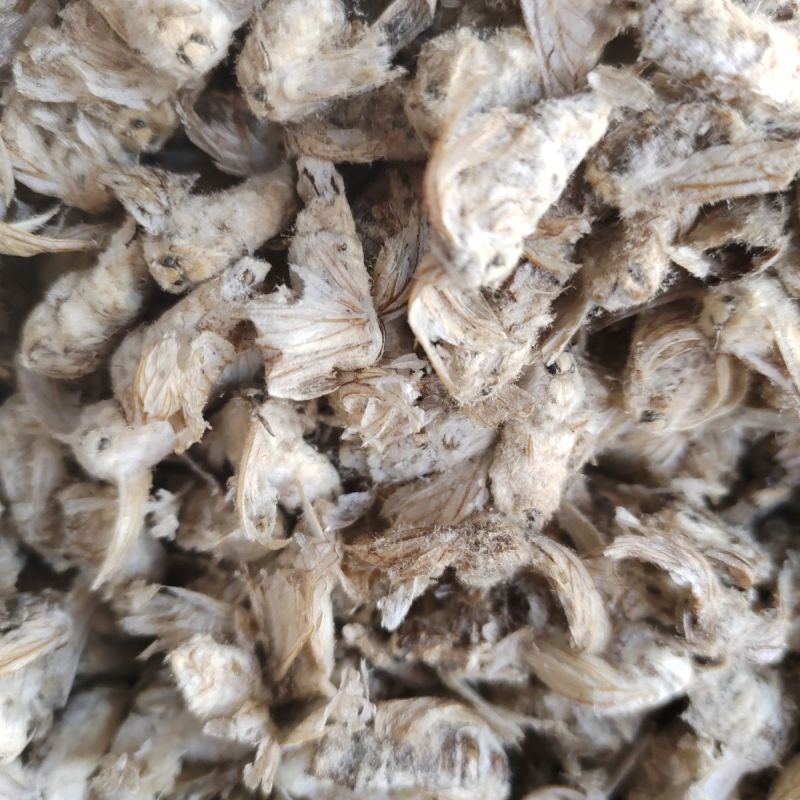 正品雄蚕蛾1公斤中药雄蚕蛾新货雄蚕蛾雄蚕蛾粉泡酒料