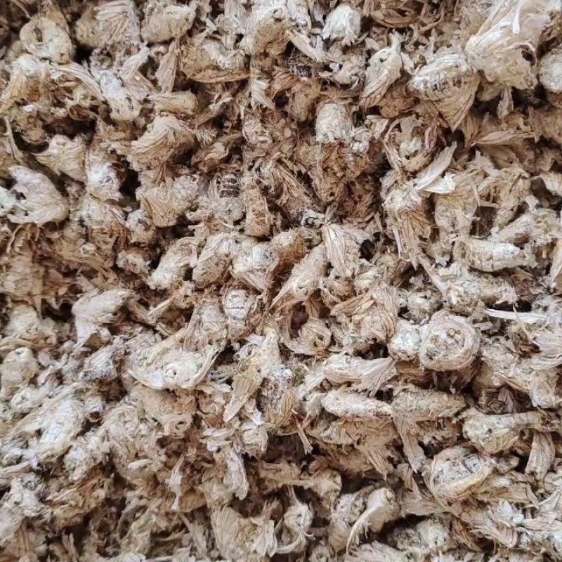 正品雄蚕蛾1公斤中药雄蚕蛾新货雄蚕蛾雄蚕蛾粉泡酒料