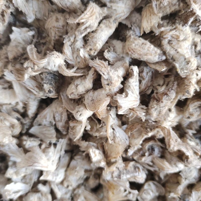 正品雄蚕蛾1公斤中药雄蚕蛾新货雄蚕蛾雄蚕蛾粉泡酒料