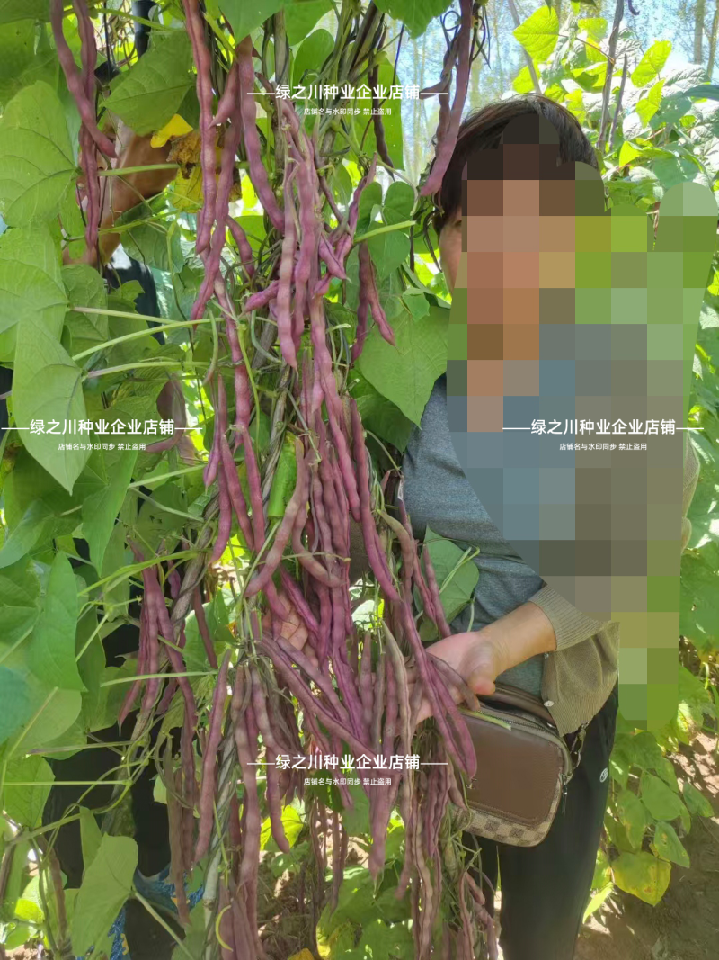 农娃娃架豆种子中国红豆角种子高产紫红无筋豆四季豆种子菜豆