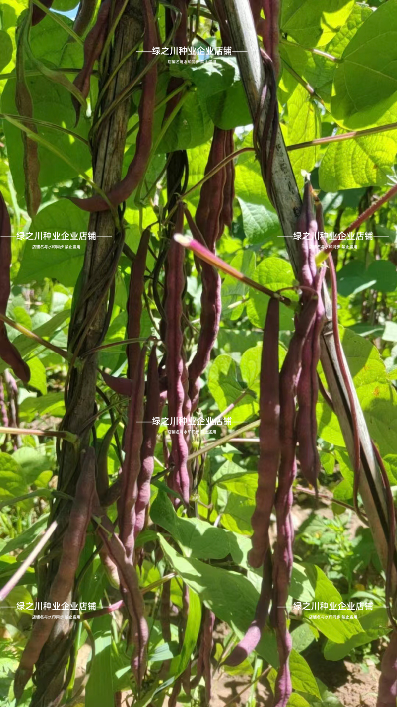 农娃娃架豆种子中国红豆角种子高产紫红无筋豆四季豆种子菜豆
