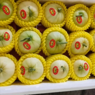 青岛莱西马连庄甜瓜
