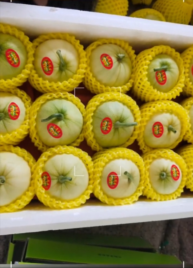 青岛莱西马连庄甜瓜