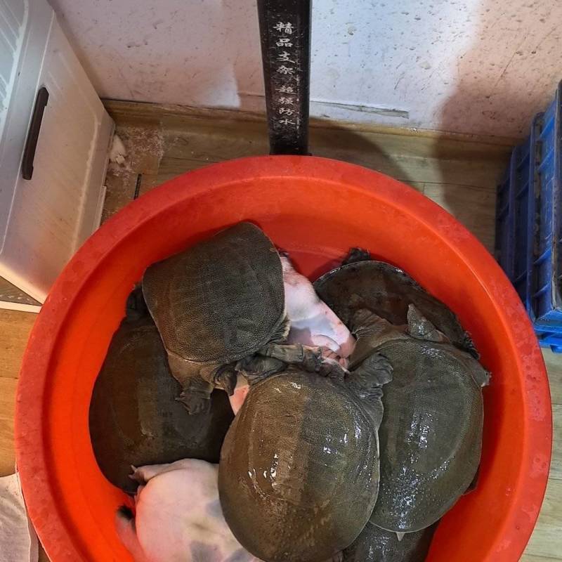 生态老甲鱼