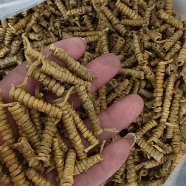 铁皮石斛龙头凤尾