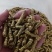 铁皮石斛龙头凤尾