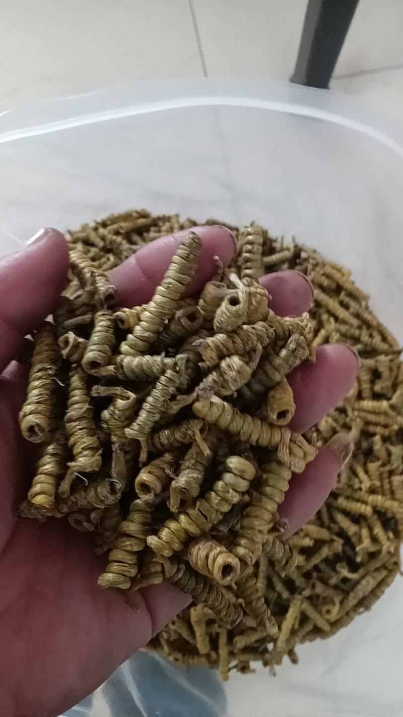 铁皮石斛龙头凤尾