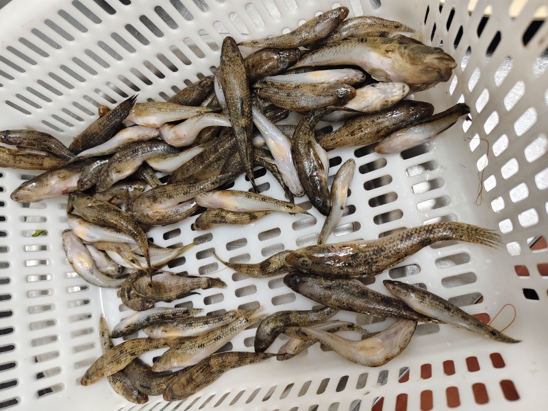 肉鱼