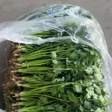 唐山中叶铁杆青香菜规格27-30