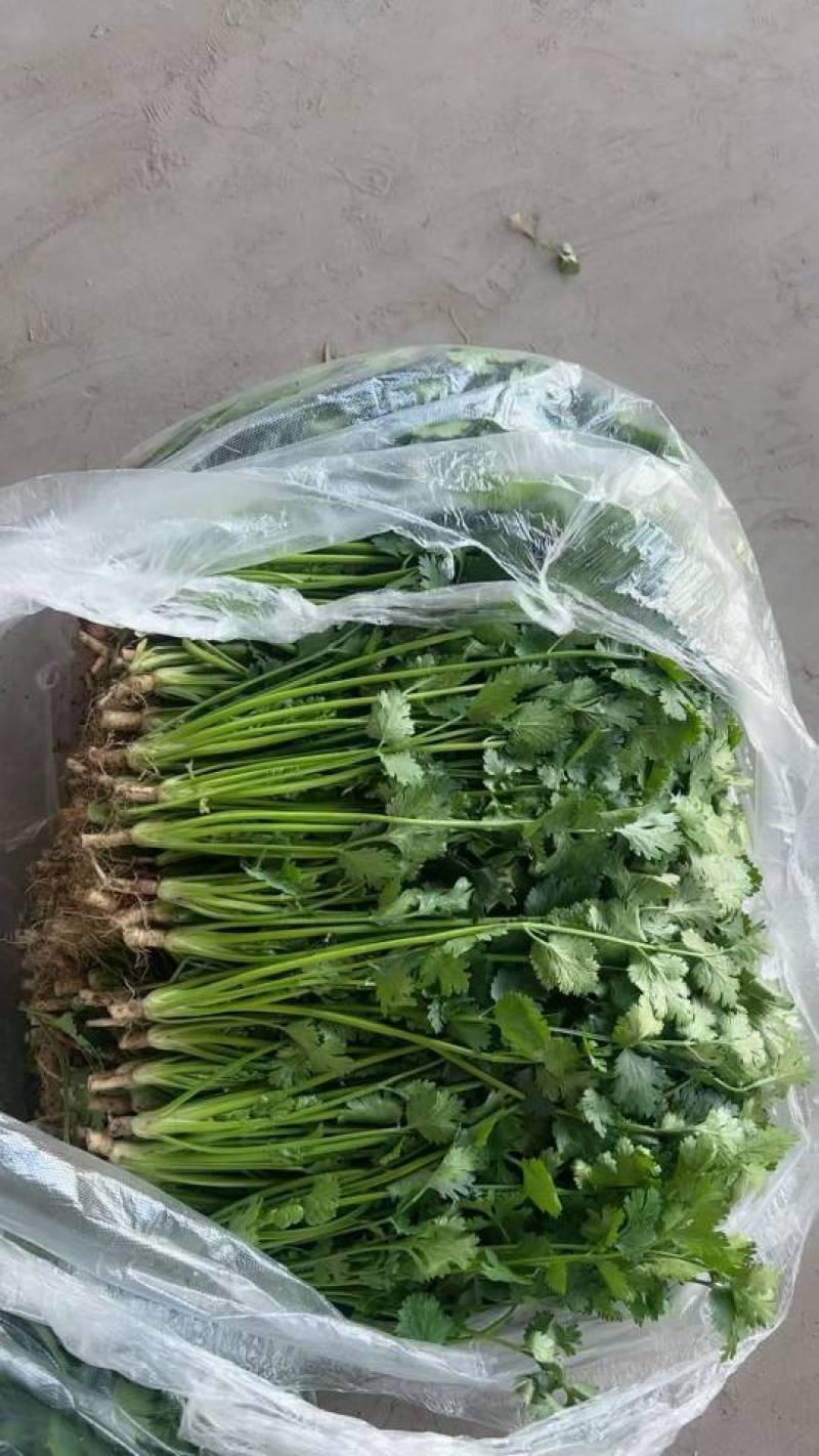唐山中叶铁杆青香菜规格27-30