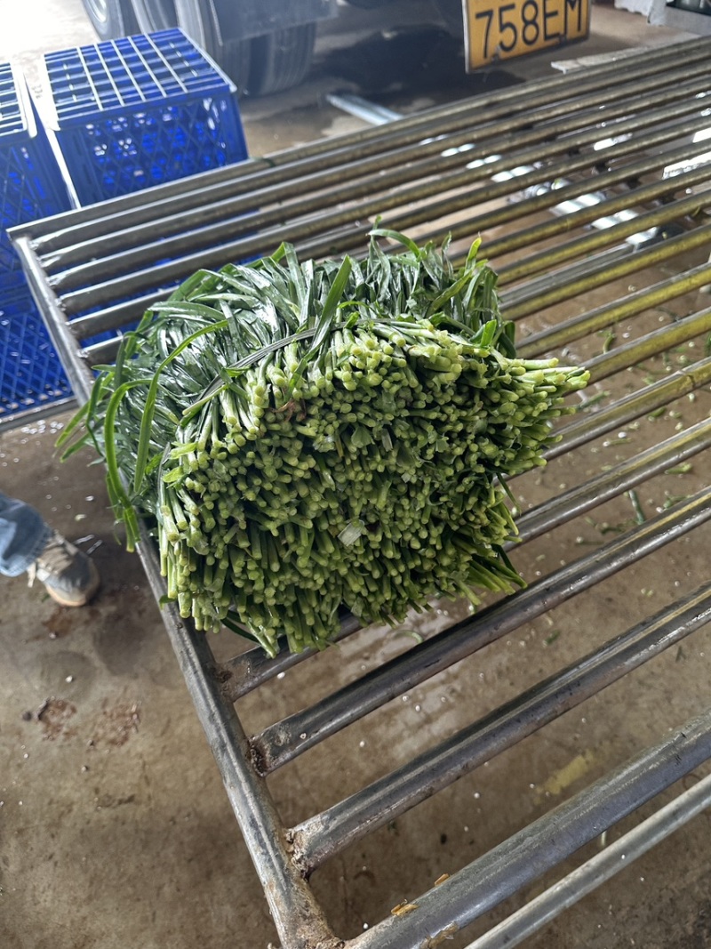 徐闻大叶韭菜品质保证专业对接市场，工厂产地现割现发