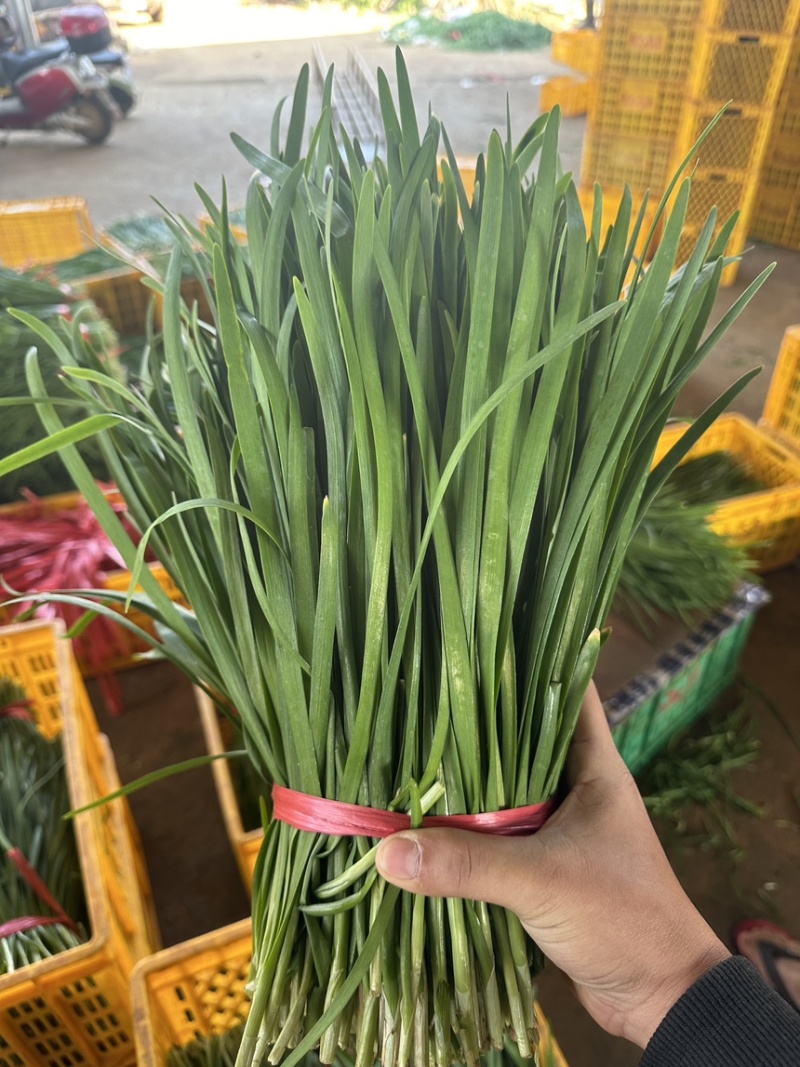 徐闻大叶韭菜品质保证专业对接市场，工厂产地现割现发
