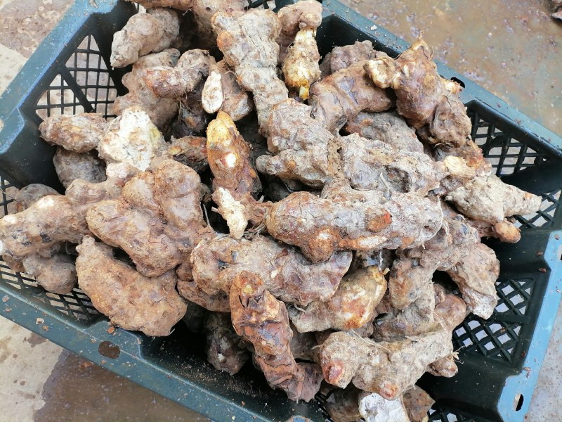 土茯苓中土（本地）粉质白肉，土茯苓中土，各种规格土茯苓