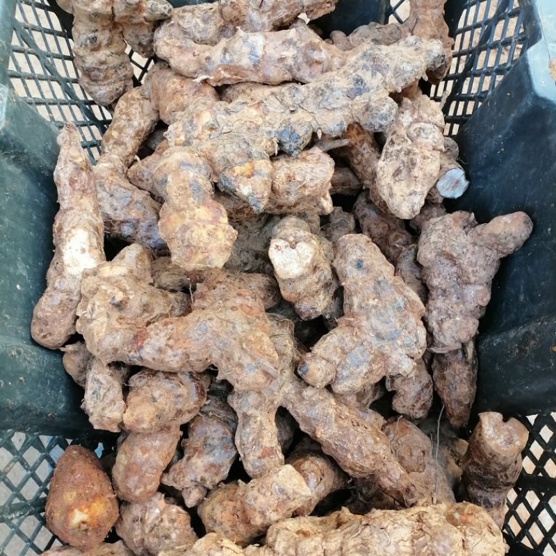 土茯苓中土（本地）粉质白肉，土茯苓中土，各种规格土茯苓