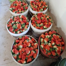 草莓奶油草莓品种齐全产地一首货源市场精品