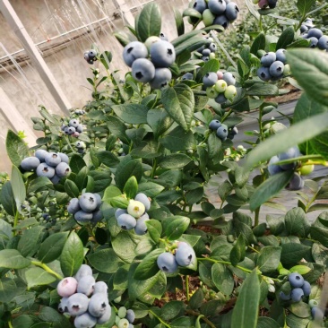 山东暖棚蓝莓大量上市中