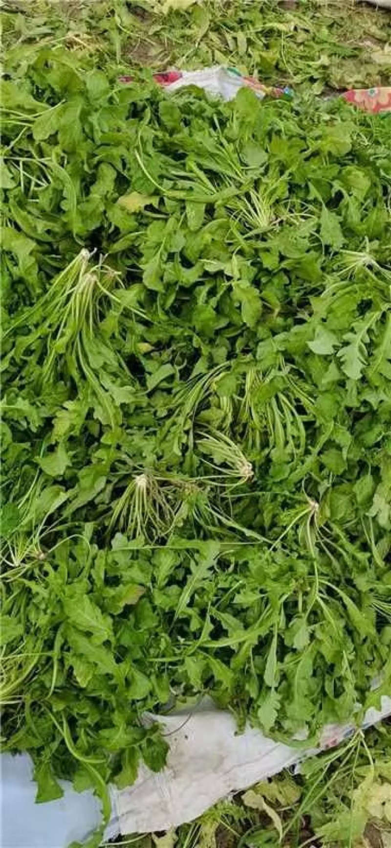 新鲜荠菜保质保量新鲜现挖可对接全国价格美丽