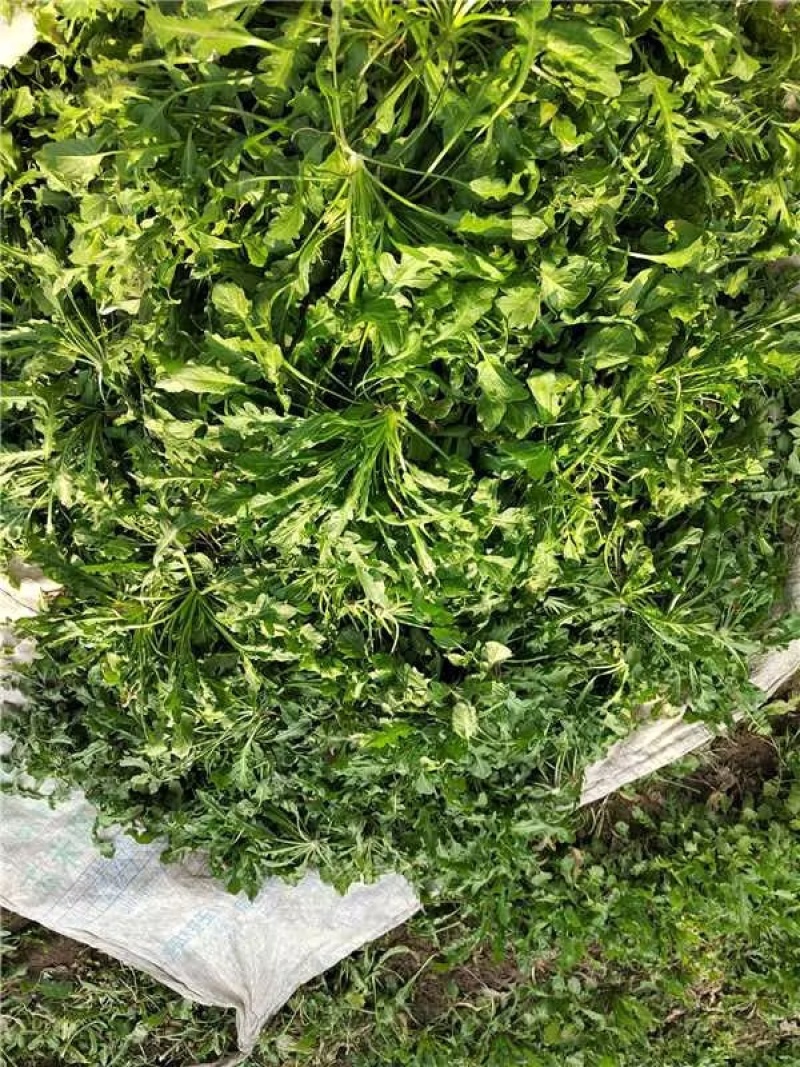 新鲜荠菜保质保量新鲜现挖可对接全国价格美丽