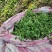 新鲜荠菜保质保量新鲜现挖可对接全国价格美丽
