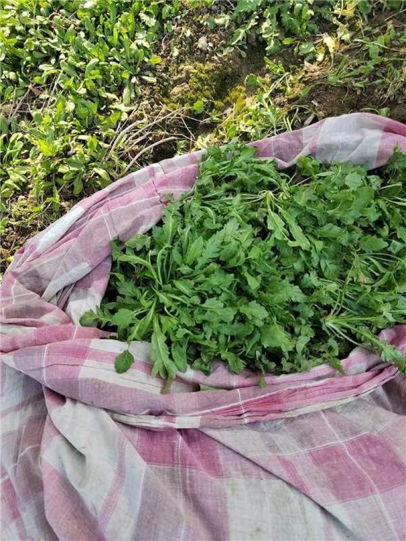 新鲜荠菜保质保量新鲜现挖可对接全国价格美丽