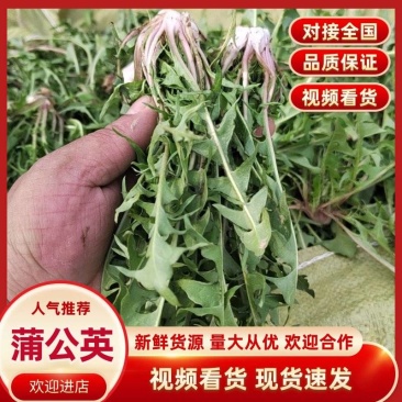 【实力热卖】新鲜野生蒲公英现挖现发货，可对接商超欢迎选购