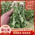 【实力热卖】新鲜野生蒲公英现挖现发货，可对接商超欢迎选购