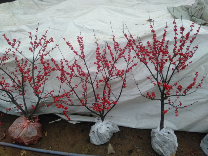 庭院阳台植物地栽盆栽北美冬青树苗南方北方种植观果耐寒绿化