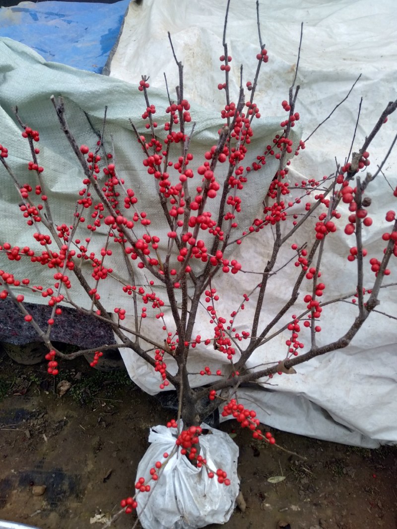 庭院阳台植物地栽盆栽北美冬青树苗南方北方种植观果耐寒绿化