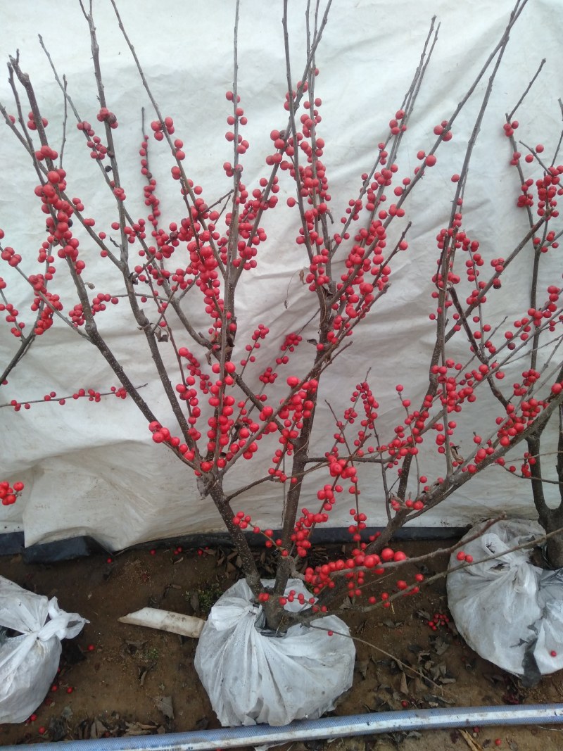 庭院阳台植物地栽盆栽北美冬青树苗南方北方种植观果耐寒绿化