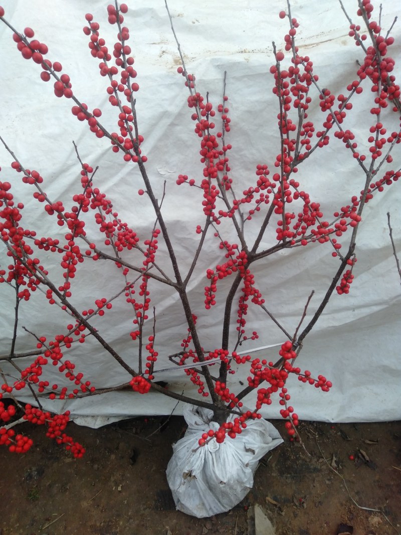 庭院阳台植物地栽盆栽北美冬青树苗南方北方种植观果耐寒绿化