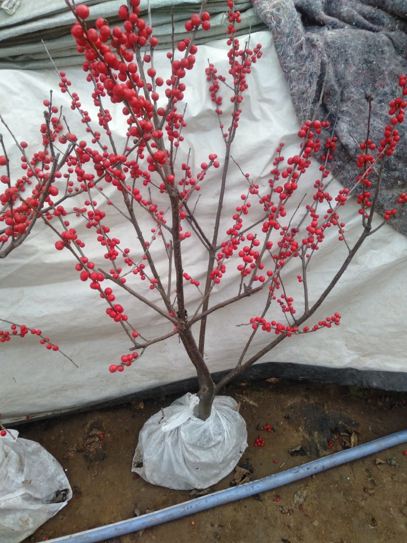 庭院阳台植物地栽盆栽北美冬青树苗南方北方种植观果耐寒绿化