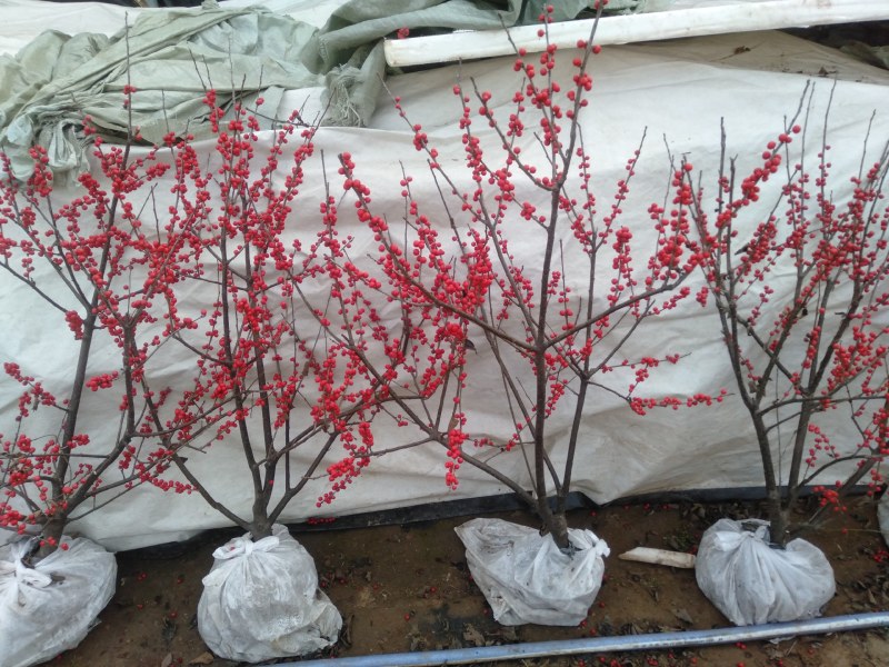 庭院阳台植物地栽盆栽北美冬青树苗南方北方种植观果耐寒绿化
