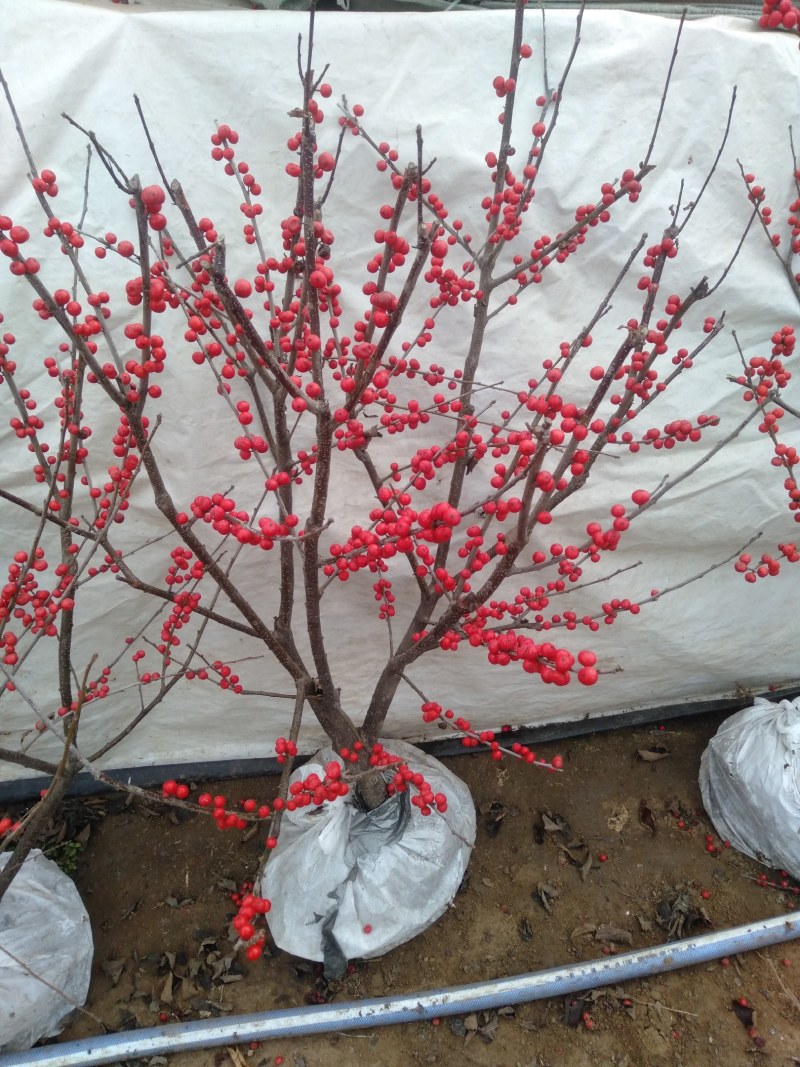 庭院阳台植物地栽盆栽北美冬青树苗南方北方种植观果耐寒绿化