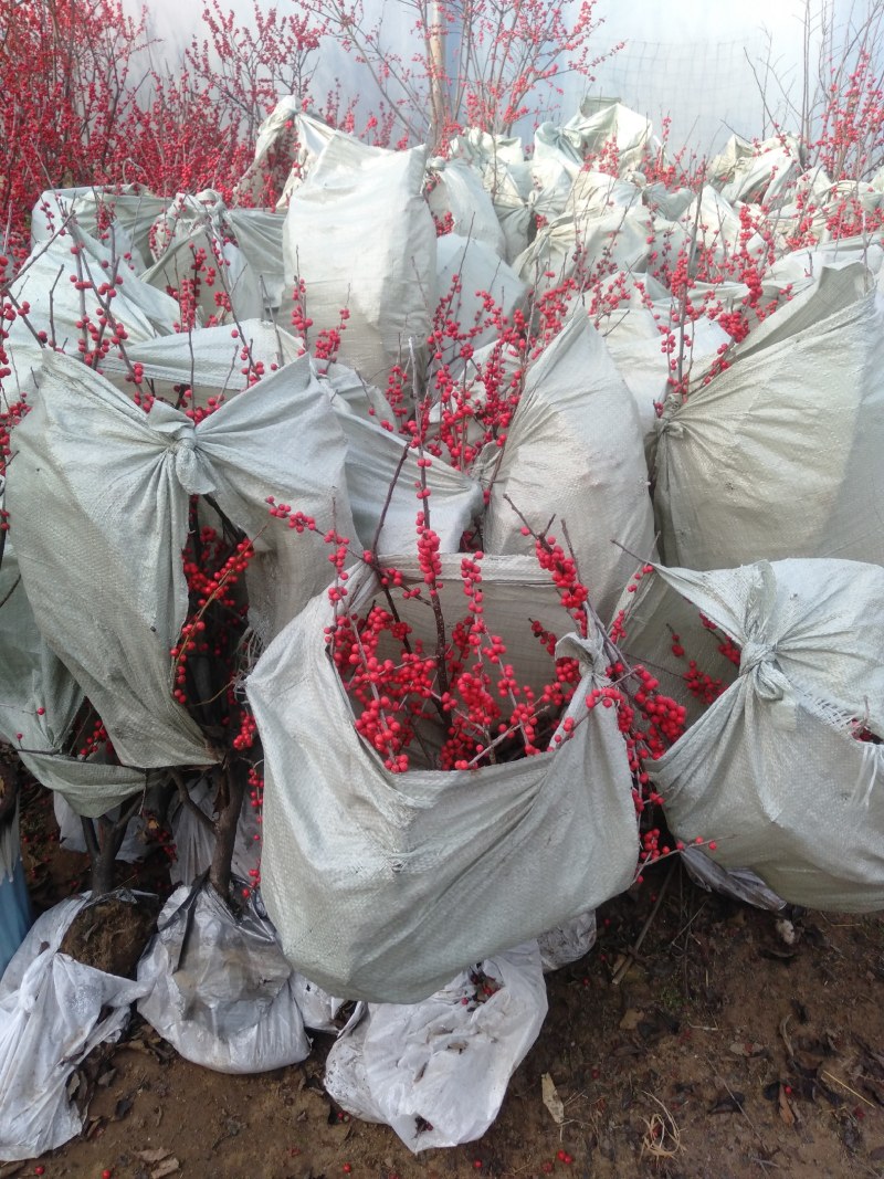 庭院阳台植物地栽盆栽北美冬青树苗南方北方种植观果耐寒绿化