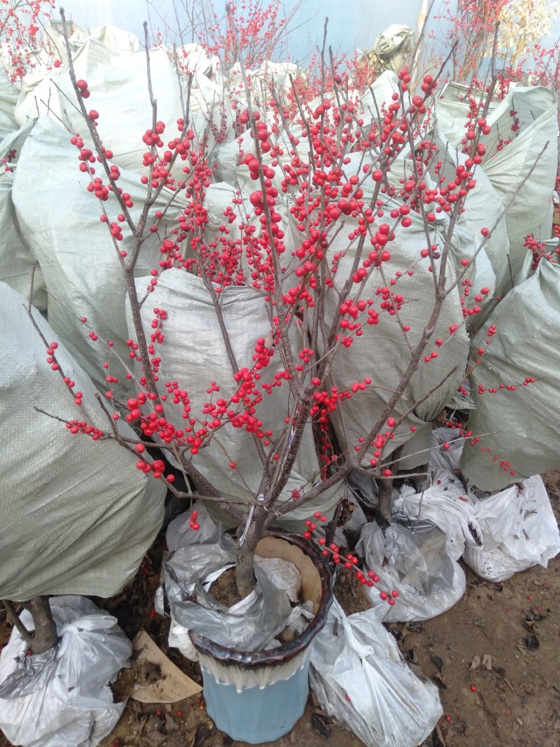 庭院阳台植物地栽盆栽北美冬青树苗南方北方种植观果耐寒绿化