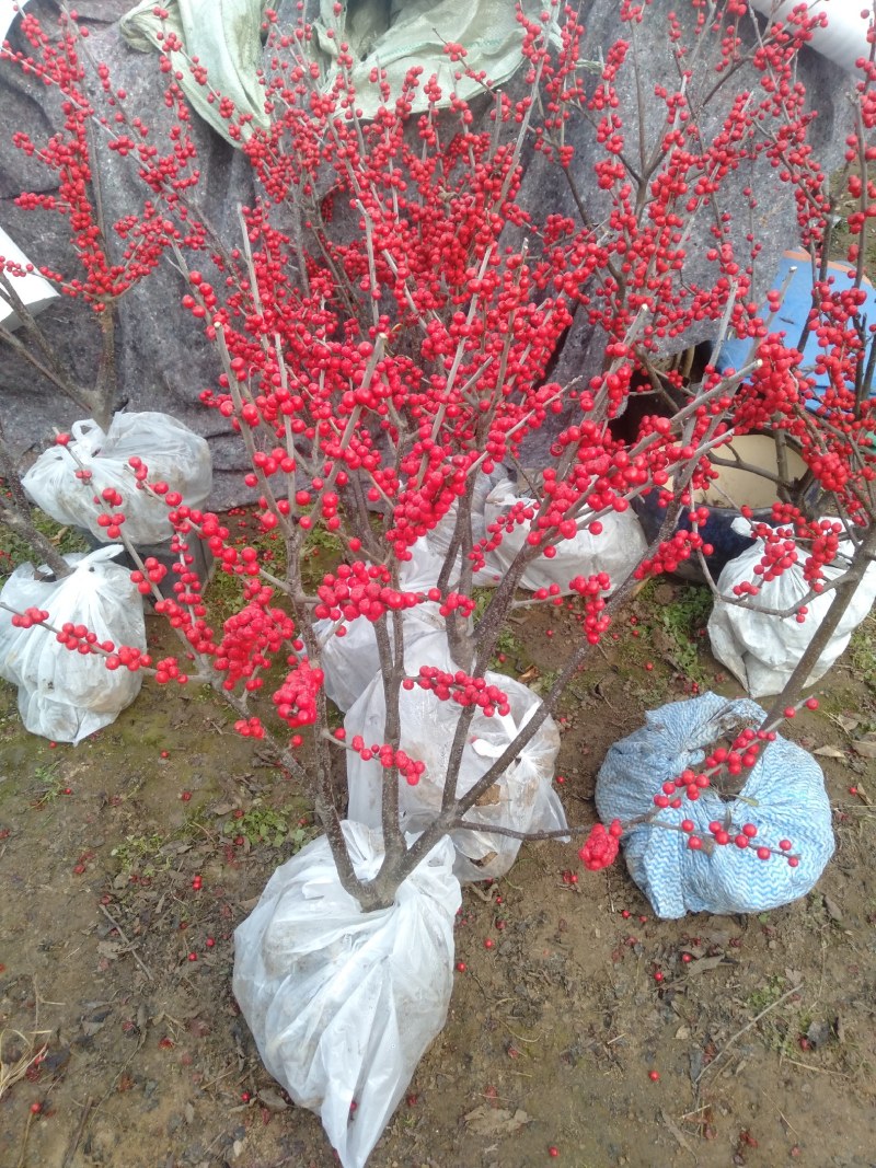 庭院阳台植物地栽盆栽北美冬青树苗南方北方种植观果耐寒绿化